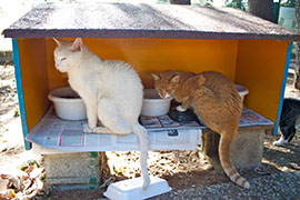 gestione delle colonie feline