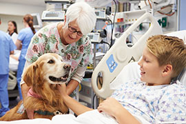 vigilanza sull impiego degli animali utilizzati nella pet therapy