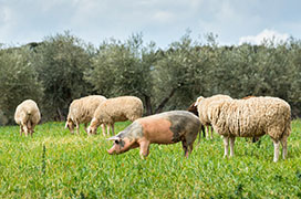 macellazione a domicilio