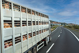 benessere nel trasporto degli animali da reddito