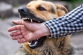 prevenzione antirabbica e delle aggressioni provocate da animali