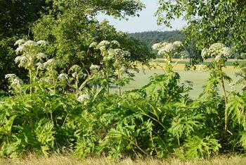Heracleum mantegazzianum