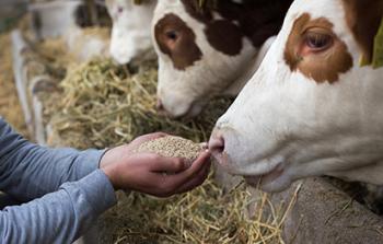Produzione, commercio e utilizzazione degli alimenti destinati agli animali da reddito Produzione, commercio e utilizzazione degli alimenti destinati agli animali da reddito