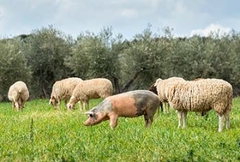 Macellazione a domicilio
