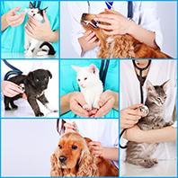 Prestazioni veterinarie