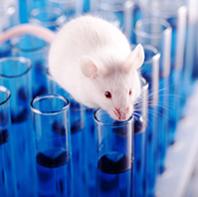Benessere nella sperimentazione animale