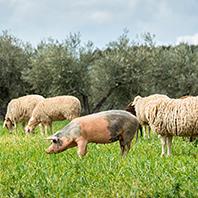 Macellazione a domicilio