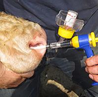Rinotracheite infettiva bovina