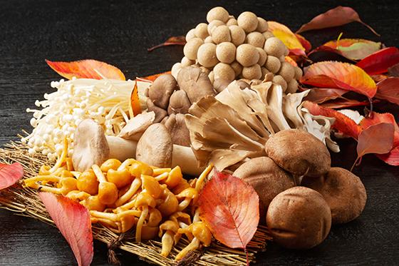 Funghi: cosa bisogna sapere!